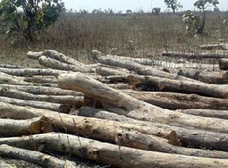 Allow the sauganet, pay the money first | सागवानतोड परवानगी हवी, आधी पैसे मोजा