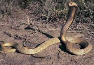 When the cobra snakes in the youth's trunks ..! | युवकाच्या चड्डीत कोब्रा नाग शिरतो तेव्हा..!