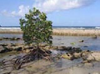 The municipal corporation for the mangroves | खारफुटींसाठी पालिका सरसावली