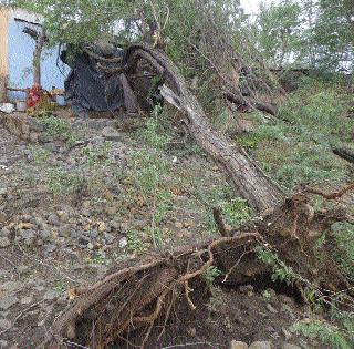 Windy rain in Chincholi | चिंचोली गावाला वादळी पावसाचा तडाखा