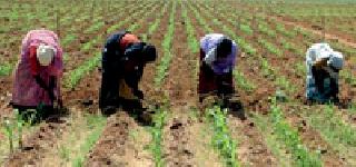 Agricultural Development under the Drought Mission | कोरडवाहू अभियानांतर्गत शेती विकास Agricultural Development under the Drought Mission | कोरडवाहू अभियानांतर्गत शेती विकास