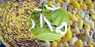 The prosperity of silk farming | रेशीम शेतीची कास धरल्यामुळे समृद्धी