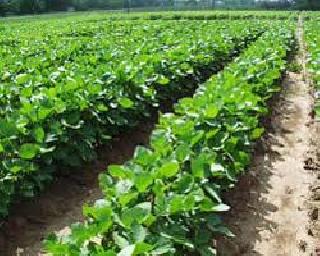 Maintain National Crop Insurance Scheme! | राष्ट्रीय पीक विमा योजना कायम ठेवा! Maintain National Crop Insurance Scheme! | राष्ट्रीय पीक विमा योजना कायम ठेवा!