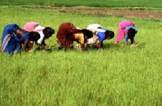 The rice sowing speed in Bhor taluka | भोर तालुक्यात भात पेरणीला वेग