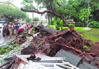 Eight people injured in tree collapse | झाड कोसळून आठ भाविक जखमी