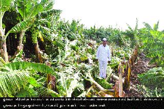 Storm destroyed the banana garden | वादळाने केळीची बाग उद्ध्वस्त