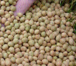 Intermittent; Now wait for the monsoon | आंतरमशागत उरकली; आता प्रतीक्षा मान्सूनची Intermittent; Now wait for the monsoon | आंतरमशागत उरकली; आता प्रतीक्षा मान्सूनची