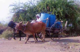 The health hazards of the villagers with saline water | क्षारयुक्त पाण्याने ग्रामस्थांचे आरोग्य धोक्यात