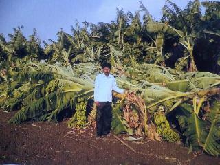 Banana cropped groundnut | केळीचे पीक झाले भुईसपाट