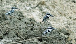 Kingfisher Airlines: | फुटाळ्यात किंगफिशर :