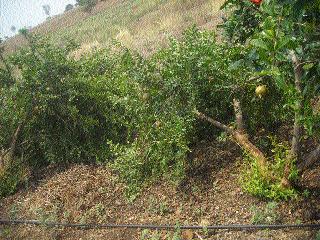 The pomegranate barn becomes horizontal | डाळींब बागा झाल्या आडव्या