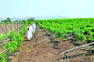 Due to the storm in the Agaskhind Shiva, the grapefruit | आगासखिंड शिवारात वादळामुळे द्राक्षबाग भुईसपाट