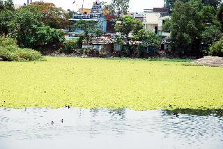 Biodiversity threat to 'Kayadhoo' | ‘कयाधू’काठची जैवविविधता धोक्यात
