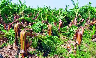 Storm houses, orchards, groundnut | वादळात घरे, फळबागा भुईसपाट