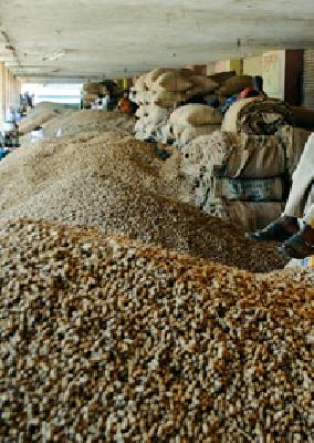Farmers stop by throwing down the price of groundnut | भुईमुगाचे भाव पाडून शेतकर्‍यांची कोंडी