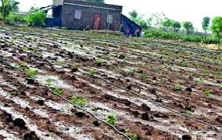 Damage to crops in storm prone areas | निऱ्हाळे परिसरात वादळी पावसाने पिकांचे नुकसान