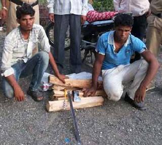 Sandalwood lump | चंदनाचे झाड लंपास Sandalwood lump | चंदनाचे झाड लंपास