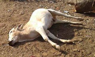 Cows and sheep are buried due to poisoning | विषबाधेमुळे गायी व गोर्हे दगावले Cows and sheep are buried due to poisoning | विषबाधेमुळे गायी व गोर्हे दगावले