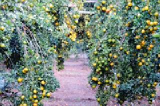 'WeatherGrapa' included in Weather Based Crop Insurance Scheme | हवामानावर आधारित पीक विमा योजनेत ‘मृगबहराचा’ समावेश 'WeatherGrapa' included in Weather Based Crop Insurance Scheme | हवामानावर आधारित पीक विमा योजनेत ‘मृगबहराचा’ समावेश