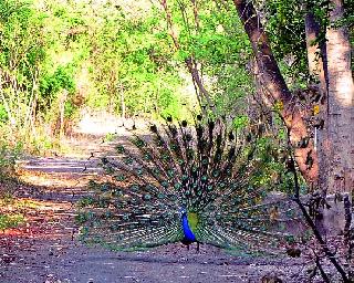 How does Pimara blossom in Manamora ... | मनमोराचा कसा पिसारा फुलला...