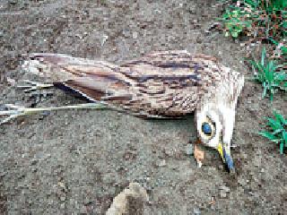Bird death due to heat stroke | उष्माघातामुळे पक्ष्यांचा मृत्यू