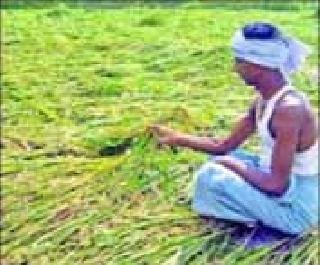 Hail prevented the distribution allocation | गारपीट अनुदान वाटप रोखले