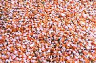 Godown kiddatey maaka | गोदामात कीडतेय मका