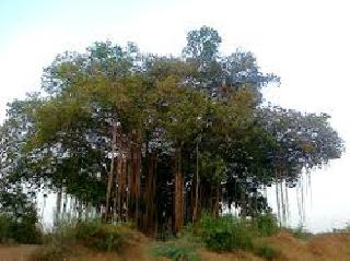 'Do not worship the branches of Vada' | ‘वडाच्या फांद्यांची पूजा नको’