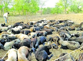 Farmers' trend is growing in order to set up goats and goats | शेळ्या-मेंढ्या बसविण्याकडे शेतकऱ्यांचा कल वाढतोय