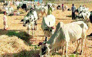 Buy seeds for sale of livestock | पशुधनाच्या विक्रीतून बी-बियाणांची खरेदी