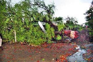 Arrival of the Moon with the lightning thunder | विजेच्या गडगडाटासह मृगनक्षत्राचे आगमन