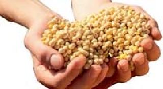 Soybeans rate unreachable | सोयाबीनचे दर आवाक्याबाहेर