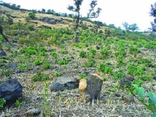 Destruction of forest in the Kanasaki Forest Territory | कनाशी वनपरिक्षेत्रात जंगलाचा ऱ्हास