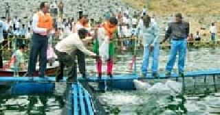 Cages for fishing in Gosekhurd | गोसेखुर्दमध्ये मत्स्य पालनासाठी पिंजरे