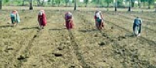 'Start sowing sowing' | ‘पेरते व्हा़़़धूळ पेरणीला प्रारंभ’ 'Start sowing sowing' | ‘पेरते व्हा़़़धूळ पेरणीला प्रारंभ’