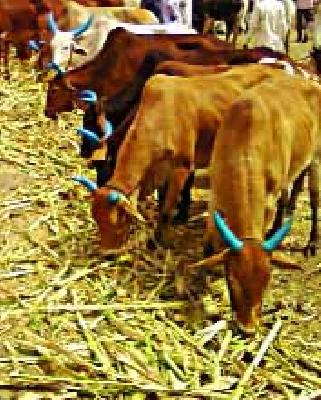 Brusulocycies in the state will be elevated | राज्यात ब्रुसुलोसीस आजाराचे होणार उच्चांटन