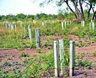 Plantation: | वृक्षारोपण : Plantation: | वृक्षारोपण :