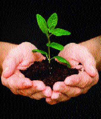 Centennial tree plantation scheme! | शतकोटी वृक्षलागवड योजनेचा बट्याबोळ !