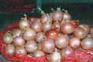 The onion seed index rose | कांदा बियाणांचा निर्देशांक वधारला