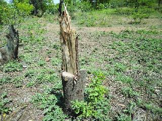 Chandan smuggling in Pimpalwadi | पिंपळवाडीत चंदन तस्करी