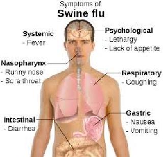 The first victim of swine flu in Pune | पुण्यात स्वाइन फ्लूचा पहिला बळी