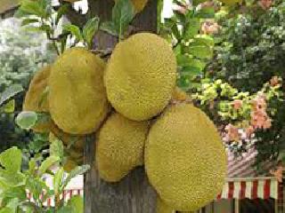 The MP's money stolen, the police machinery started working | खासदाराचे फणस चोरीला, पोलिस यंत्रणा लागली कामाला