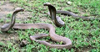 Be careful! Serpation grew; 23 snakes caught in a single day | सावधान! सर्पसंचार वाढला; एकाच दिवशी पकडले २३ साप Be careful! Serpation grew; 23 snakes caught in a single day | सावधान! सर्पसंचार वाढला; एकाच दिवशी पकडले २३ साप