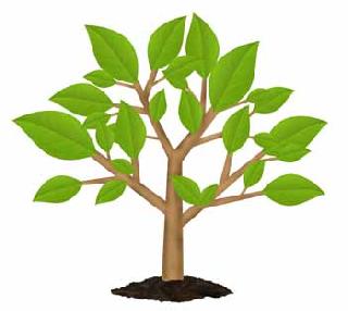 Every year if plants keep alive, grants | झाडे जिवंत ठेवल्यास दरवर्षी अनुदान Every year if plants keep alive, grants | झाडे जिवंत ठेवल्यास दरवर्षी अनुदान