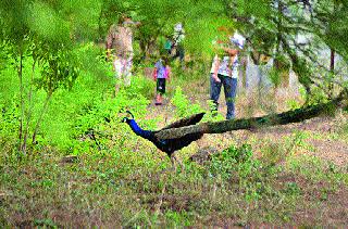 Angle with the Heath garden | हिमायत बागेला वाली कोण