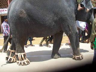 Footwear to 'Gajalkshmi' | ‘गजलक्ष्मी’ला पादत्राणे