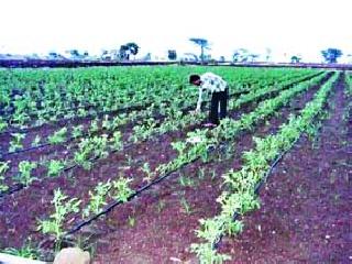 Due to the risk of planting planting tomatoes | पावसाअभावी टमाटा लागवड धोक्यात