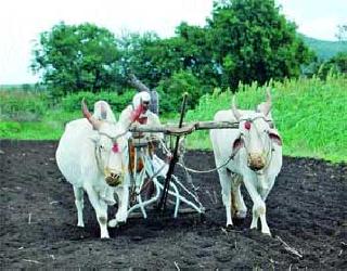 Prolonged irrigation of Kharipa by giving rain to the yield | पावसाने ओढ दिल्याने खरिपाच्या पेरण्या लांबणीवर