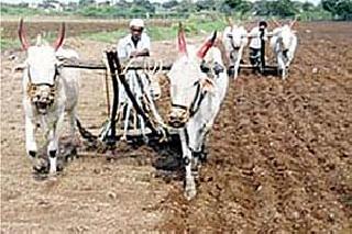 Sow only 2 percent | केवळ 2 टक्केच पेरण्या Sow only 2 percent | केवळ 2 टक्केच पेरण्या