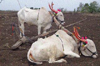 Sowing out; Due to drought | पेरण्या खोळंबल्या; दुष्काळाचे सावट